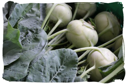 Kohlrabi